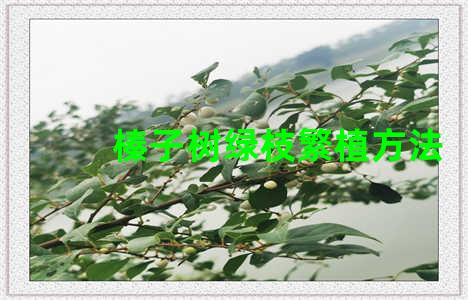 榛子树绿枝繁植方法