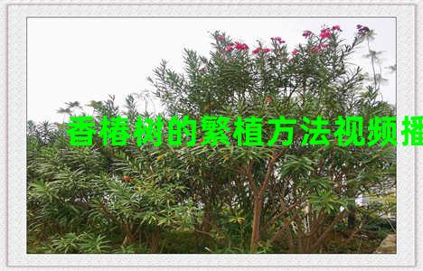 香椿树的繁植方法视频播放