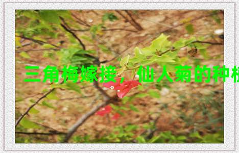 三角梅嫁接，仙人菊的种植方法