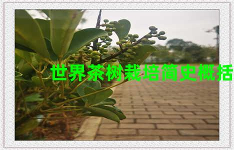 世界茶树栽培简史概括