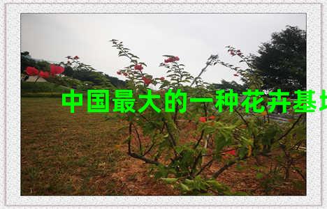 中国最大的一种花卉基地