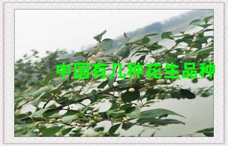 中国有几种花生品种