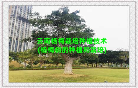 云南杨梅栽培种植技术(杨梅树的种植和栽培)