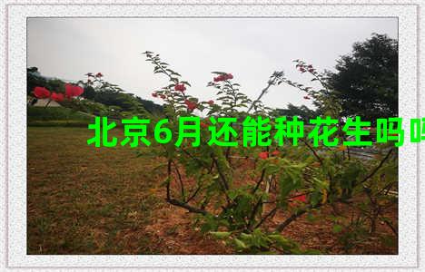 北京6月还能种花生吗吗