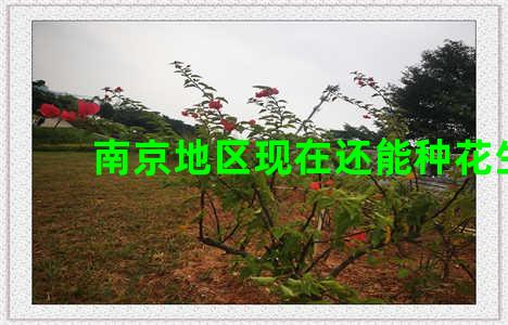 南京地区现在还能种花生