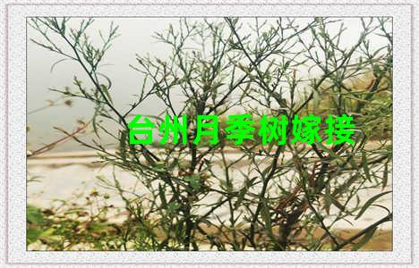 台州月季树嫁接