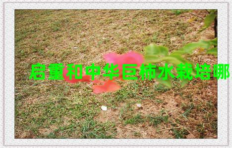 启重和中华巨柿水栽培哪些花
