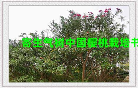 寄生气树中国樱桃栽培书籍