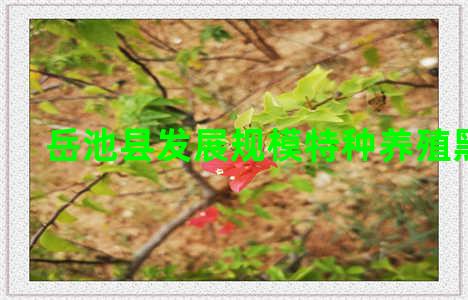 岳池县发展规模特种养殖黑腐病