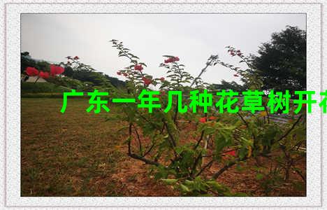 广东一年几种花草树开花