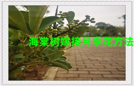 海棠树嫁接月季花方法
