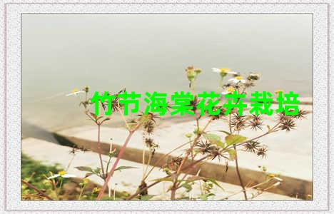 竹节海棠花卉栽培