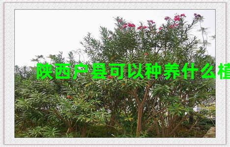 陕西户县可以种养什么植物