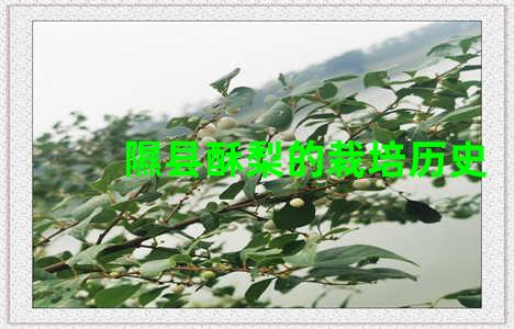 隰县酥梨的栽培历史