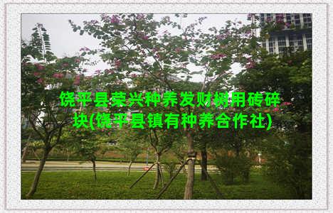 饶平县荣兴种养发财树用砖碎块(饶平县镇有种养合作社)