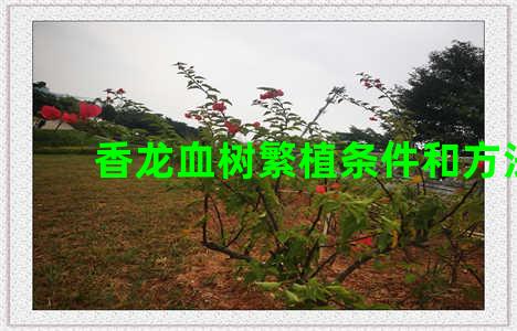 香龙血树繁植条件和方法