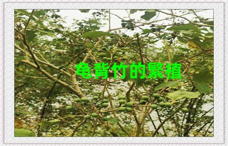 龟背竹的繁植